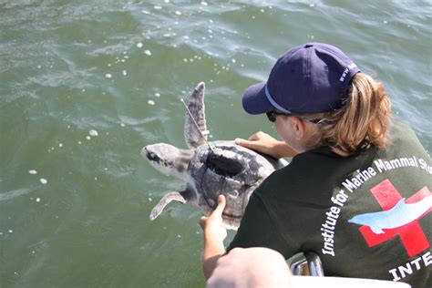 Imms Internship Marine Animals Volunteering With Animals Marine Mammals