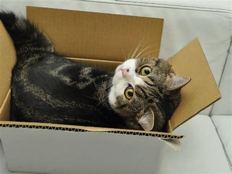 Maru And Many Too Small Boxes Love Meow