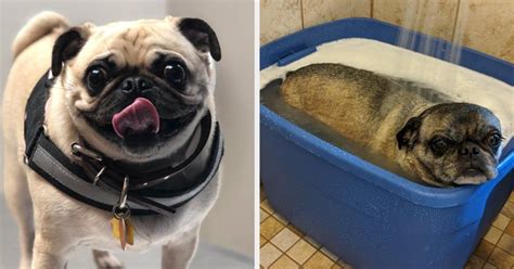 20 Posts About Pugs That Prove Theyre The Most Ridiculous Dog Breed