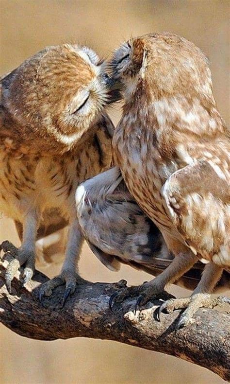 Two Owls Are Sitting On A Tree Branch And Touching Each Others Foreheads
