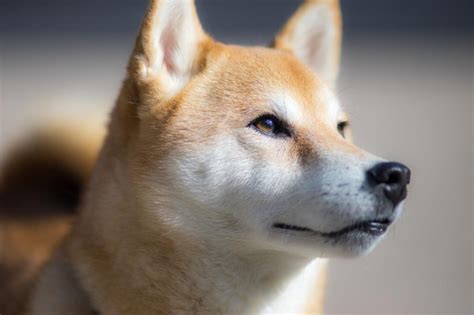 ɕiba inɯ) is a breed of hunting dog from japan. Shiba Inu: Dog Breed Information, Facts and Pictures ...