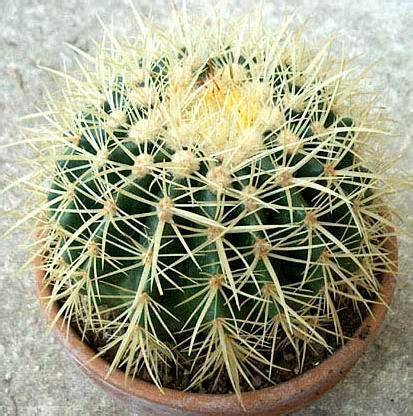 Mr cactus e mrs succulenta, l'incredibile fenomeno della crestatura del myrtillocactus e le attività per i bambini dell'azienda ag sanremo. Piante grasse giardinaggio vendita piante grasse