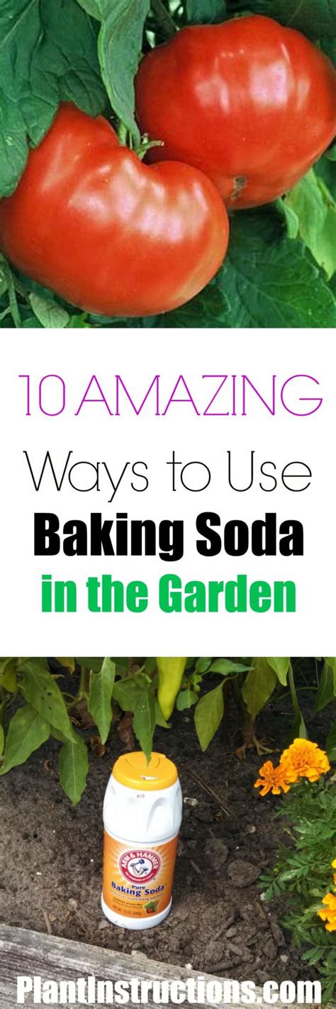 10 Ways To Use Baking Soda For Gardening Plant Instructions