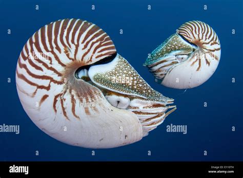 Pair Of Nautilus Palau Nautilus Belauensis Stock Photo Alamy
