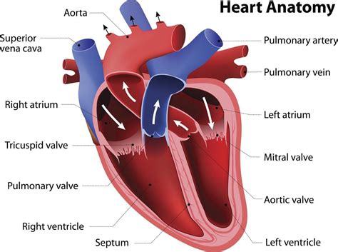 Anatomy Of The Human Heart With Images Heart Anatomy Cardiac