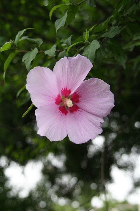 This business listing is provided by NATIONAL FLOWER OF KOREA : OF KOREA - ALLEN FLOWER SHOP