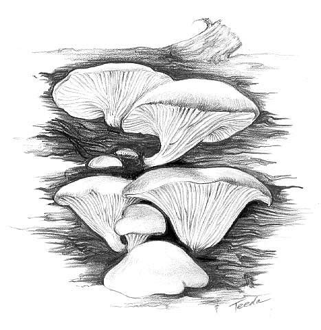 Mashroom connects landlords, incoming and departing tenants eliminating agents and fees. Wild About Mushrooms: Oyster Mushroom