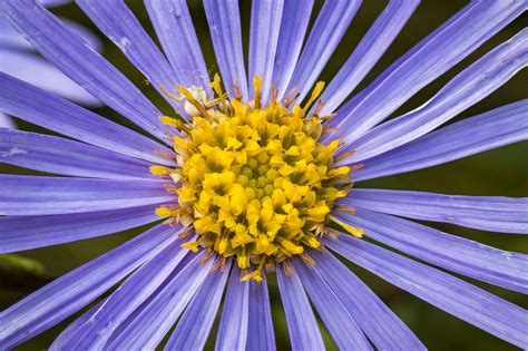 This beautiful set of maroon red aster flowers or daisies flowers is blooming in one stick in an wild flower. Free Images : nature, blossom, petal, bloom, spring ...