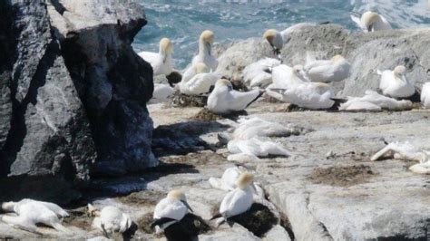 Avian Flu Hits World S Largest Gannet Colony On Bass Rock Bbc News