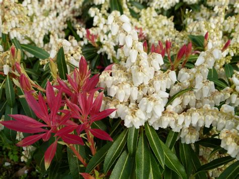 Pieris Forest Flame Plant Id Hcp