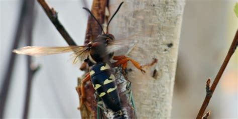How To Get Rid Of Cicada Killers For Good Suburban Exterminating