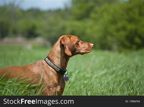 Vizsla Dog Hungarian Pointer In A Green Field Free Stock Images