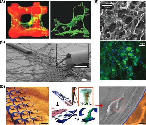 3d Electronic And Photonic Structures As Active Biological Interfaces