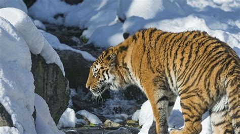 Wallpaper Tiger Snow Predator Hd Picture Image