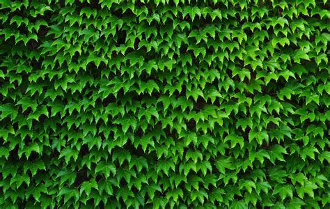 ivy wallpapers top free ivy backgrounds wallpaperaccess