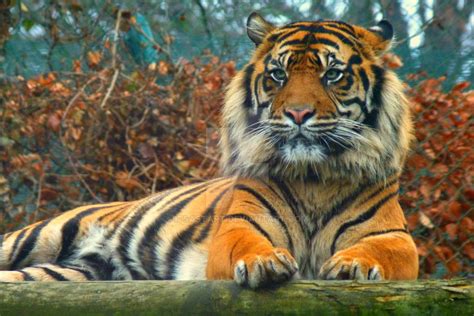 Scary Tiger By Itsastart On Deviantart