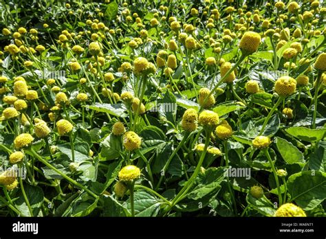 Toothache Plant Spilanthes Acmella Oleracea Lemon Drops Stock Photo