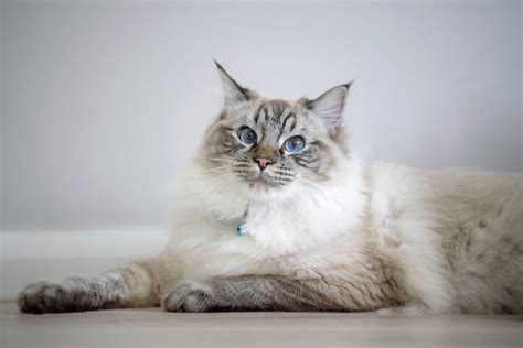 Lynx Point Ragdoll Cat Info Facts Traits More With Pictures