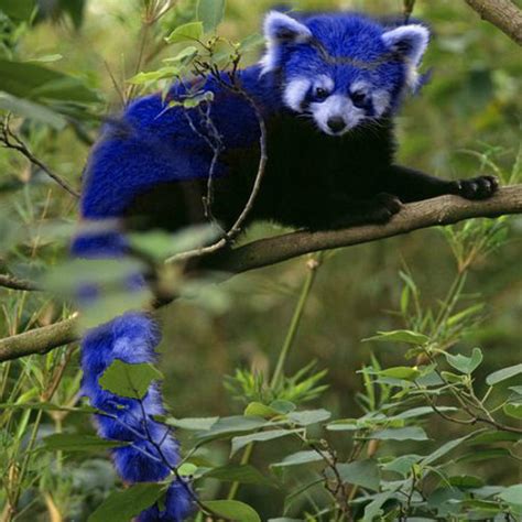 Stream Blu Panda Music Listen To Songs Albums Playlists For Free On