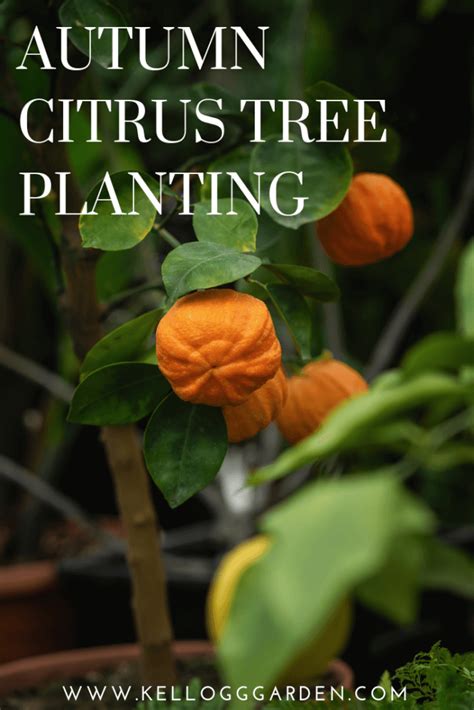 Citrus Tree Guide Best Time To Plant Kellogg Garden Organics