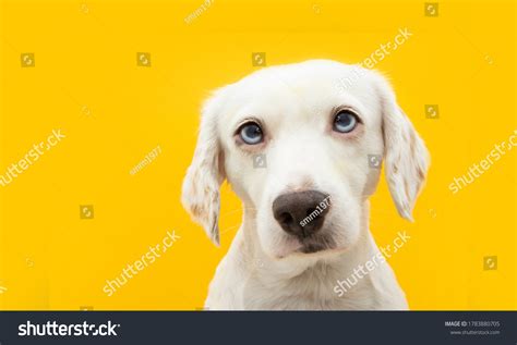 Portrait Serious Puppy Dog Isolated On Stock Photo 1783880705