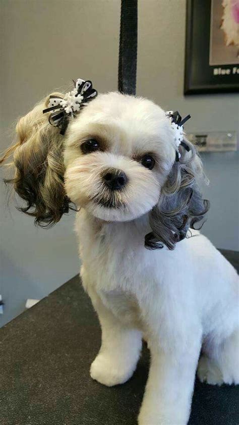 Maybe you would like to learn more about one of these? I would love to be able to groom Miss Joee JUST LIKE THIS ...