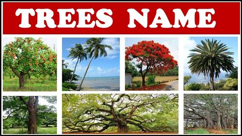 Trees Names Names Of Trees For Kids Names Of Trees In English