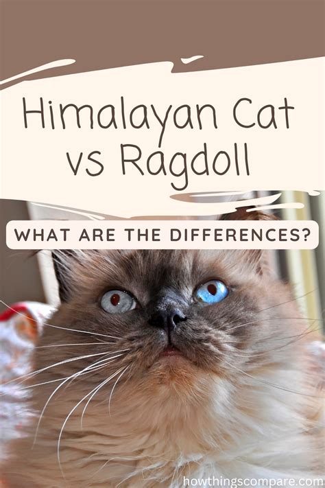 Himalayan Cat Vs Ragdoll How Are They Different Artofit