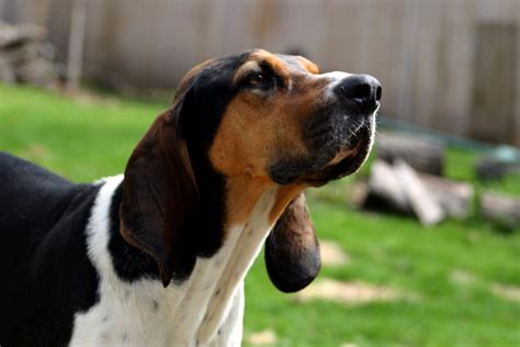 Treeing Walker Coonhound Hickory Coon Dogs Treeing Walker Coonhound