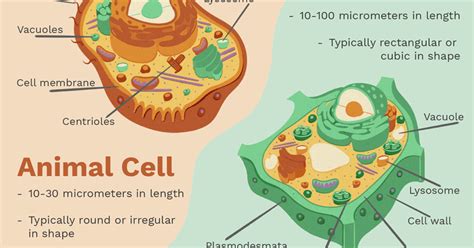 We did not find results for: Science And Technology: Plant Cell Wall Bioengineered ...