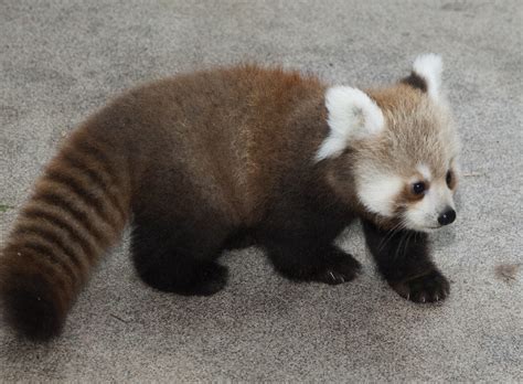 Red Panda Cubs At Smithsonians National Zoo Named For