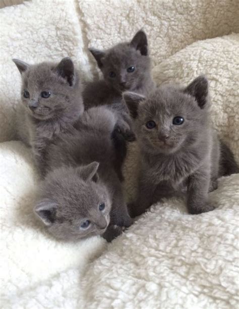 Russian Blue Cats For Sale Minneapolis Mn 255512