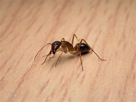 If You Have Ants Invading Your Home Our Experienced Ant Exterminators
