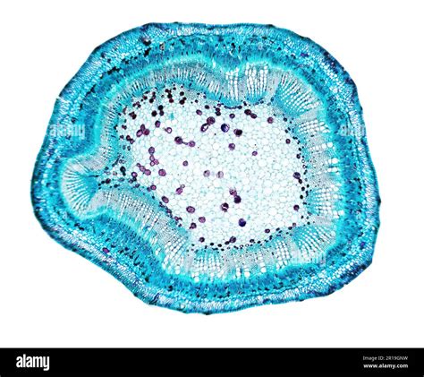 Plant Cells Under A Microscope Stem Section Stock Photo Alamy