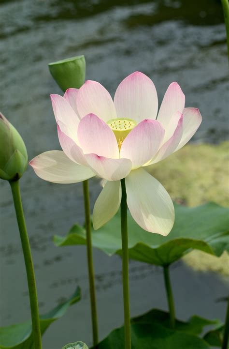 Nelumbo Nucifera Carolina Queen Sacred Lotus Garden Center Marketing