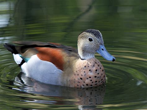 Ringed Teal Wwt Slimbridge