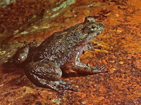Resurrected Frog Gives Us Cause To Brood Npr