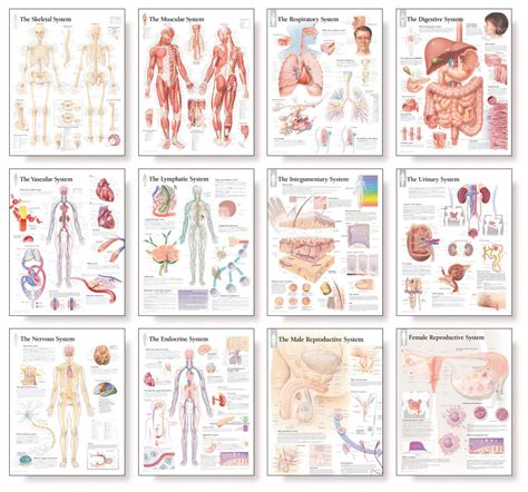 Body System Anatomical Chart Set Clinical Charts And Supplies