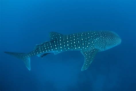 Ningaloo Reef Australias Home Of Whale Sharks