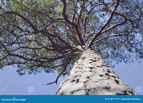 Lookup At High Pine With Winding Branches Stock Image Image Of Arms