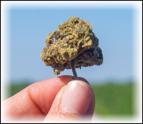 What Are Og Cannabis Strains Find Out What Og Stands For And What Are