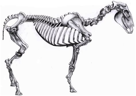 Horse Skeleton By Mdtailz On Deviantart Horse Skeleton Horses