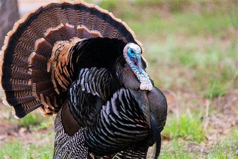 10 Incredible Turkey Facts Wikipoint Wiki Point