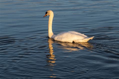 Gambar Angsa Refleksi Danau Sungai Putih Bewick Swan Anggun