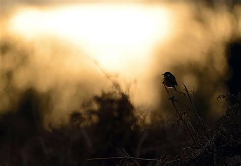 Hd Wallpaper Birds Silhouette Wallpaper Flare