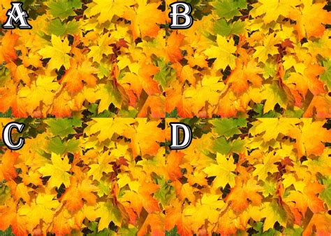 Thanks Giving Spot The Difference Quiz 2 Answers My Neobux Portal