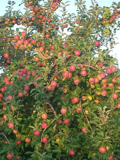 We did not find results for: Sleepy Hills Orchard - PHOTO GALLERY