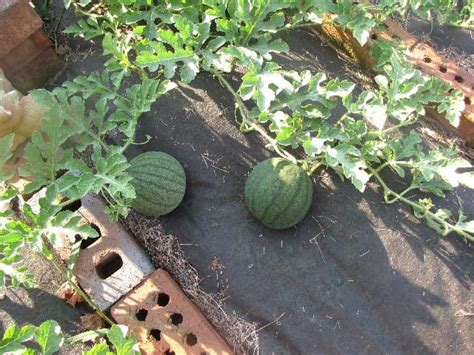 How To Grow Seedless Watermelons In 5 Simple Steps Dengarden