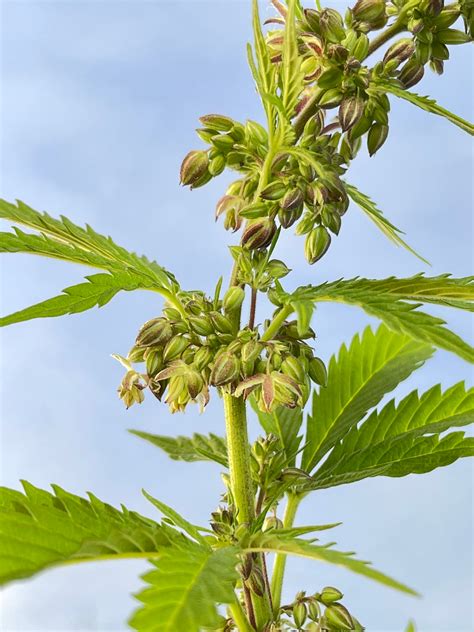 Male Cannabis Plant Penny Barthel