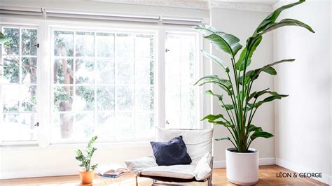 5 Lush And Lavish Plant Inspired Zoom Backgrounds — Plant Care Tips And